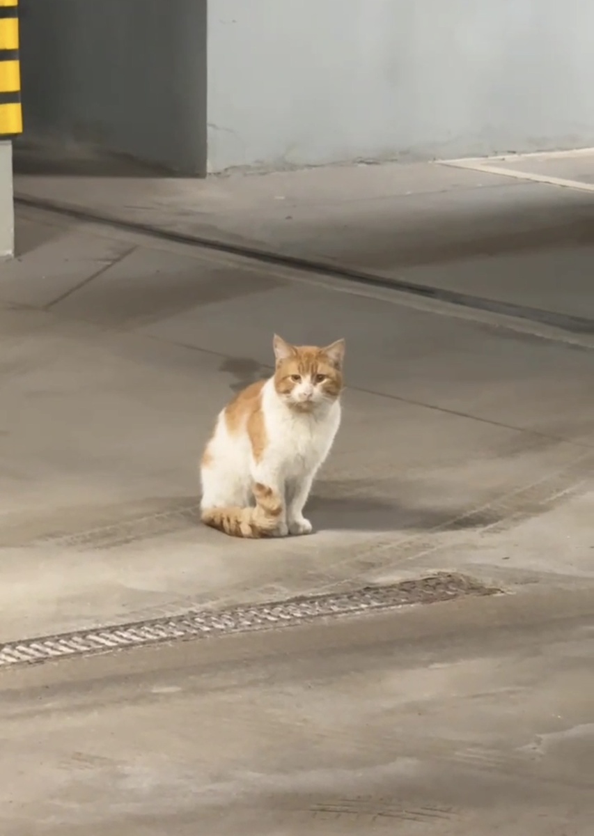 А вот и сам герой статьи 💔