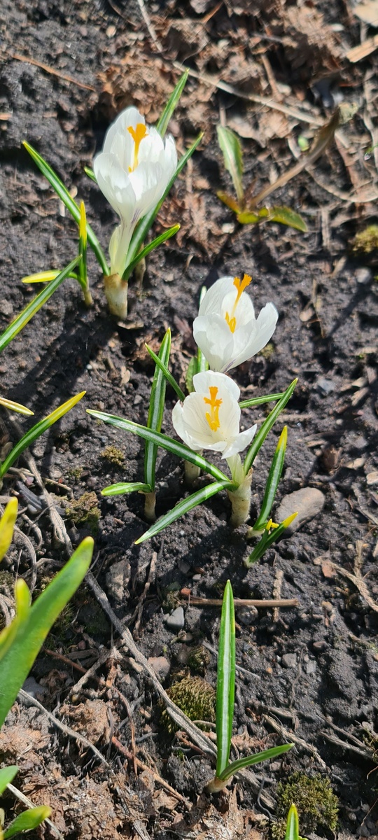 Крокусы
