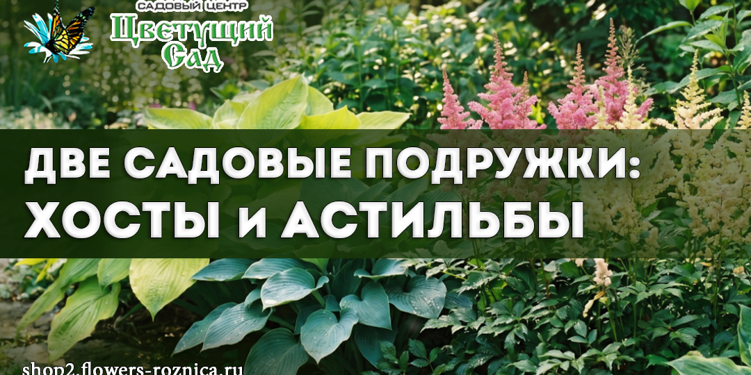 Две садовые подружки: хосты и астильбы