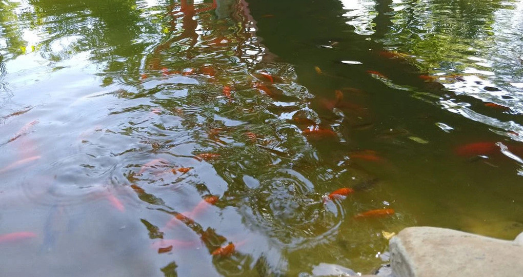 В пруд мелитопольского парка вернутся рыбки