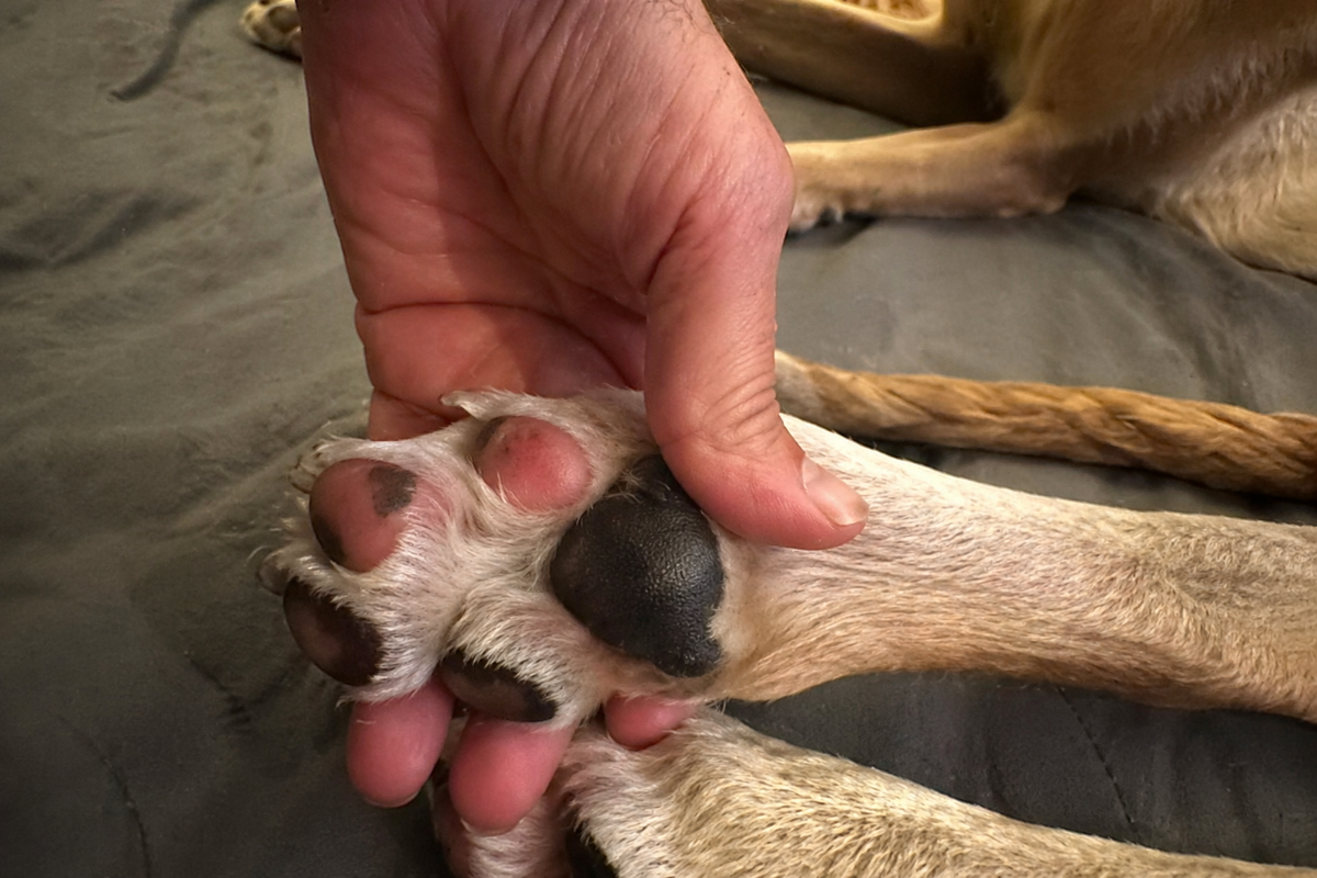 Почему у собаки розовые и чёрные подушечки лап