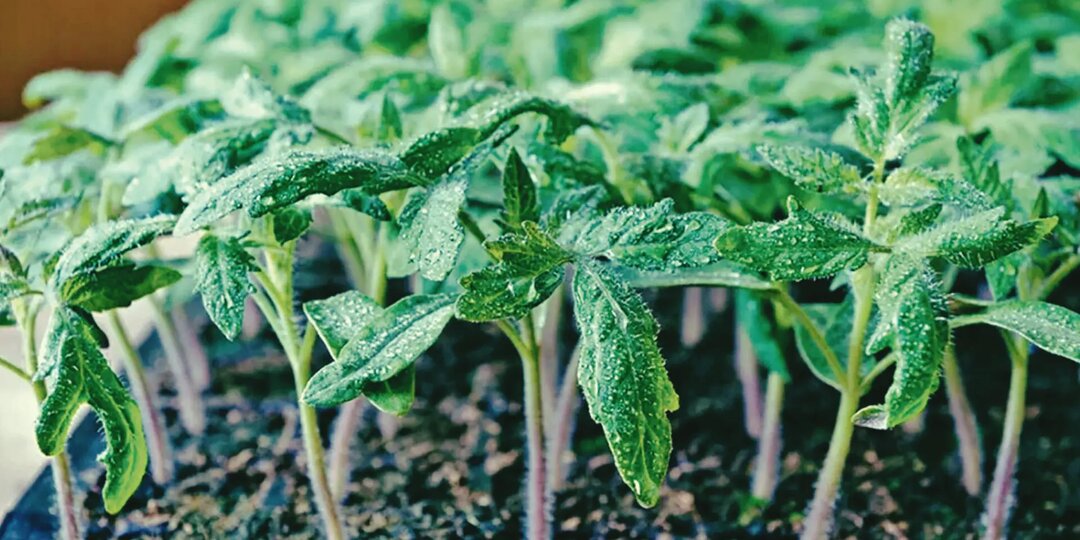 Томаты за неделю дадут стебли с карандаш: подкормка из кухонных отходов за 10 мин