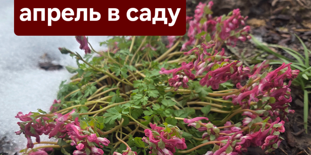 Мои апрельские выходные в саду: холод, дождь, снег и первые цветы 🌧️❄️🌸
