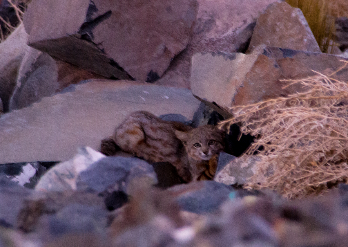 Последнее, что видит фотоловушка перед смертью.