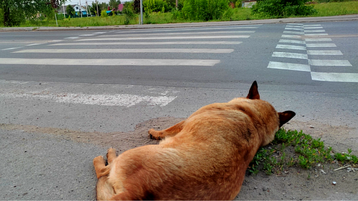 Долгие дни пёс ждал, что хозяева вернутся 