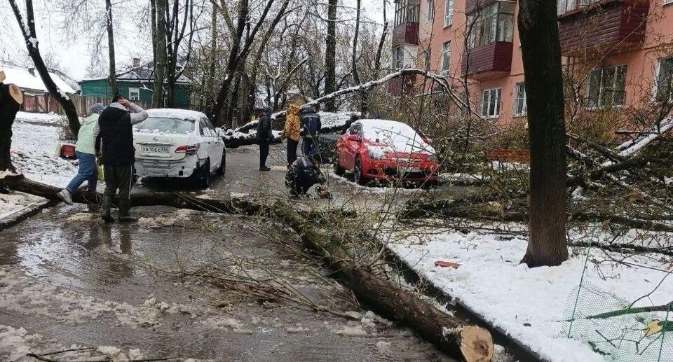    уборка упавшего на машину дерева (г. Чехов, ул. Солнышевская, д. 3А) / МБУ «Чеховское благоустройство»
