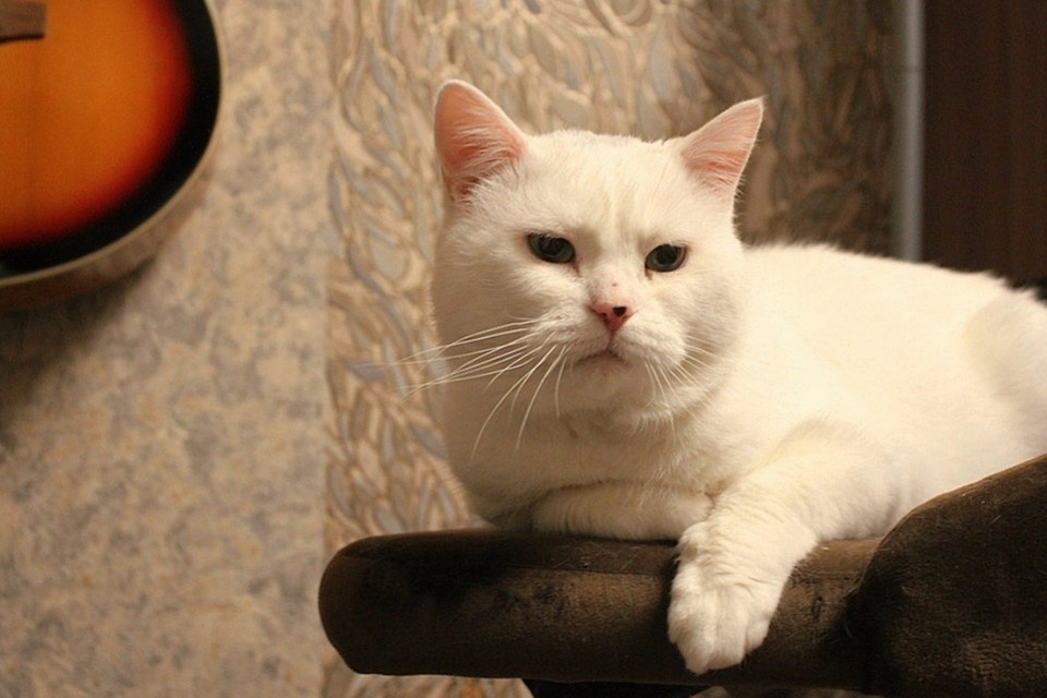    Кот Персей пережил год одиночества и теперь ищет новую семью. Фото: https://vk.com/the_odd_warrior