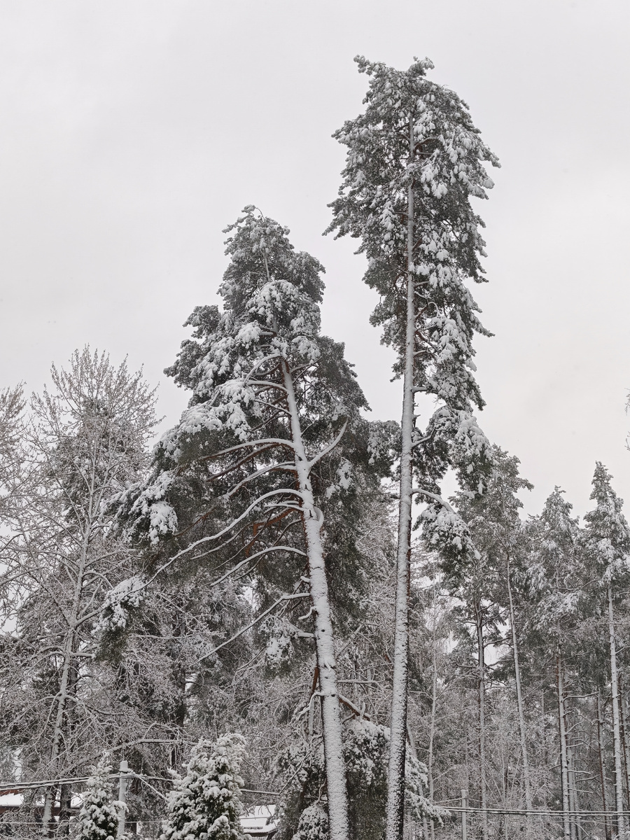 Деревья в снежном плену