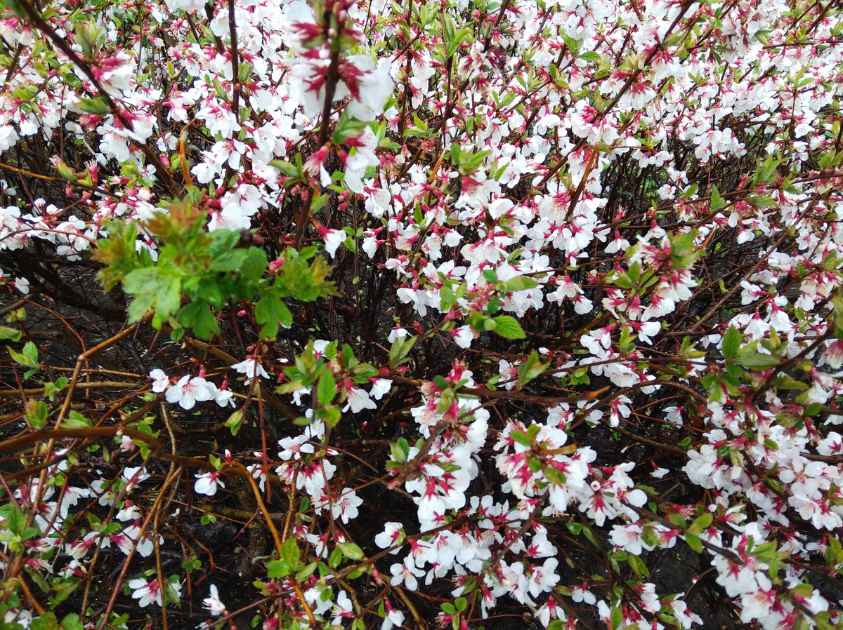 Весеннее цветение-пробуждение кустарника