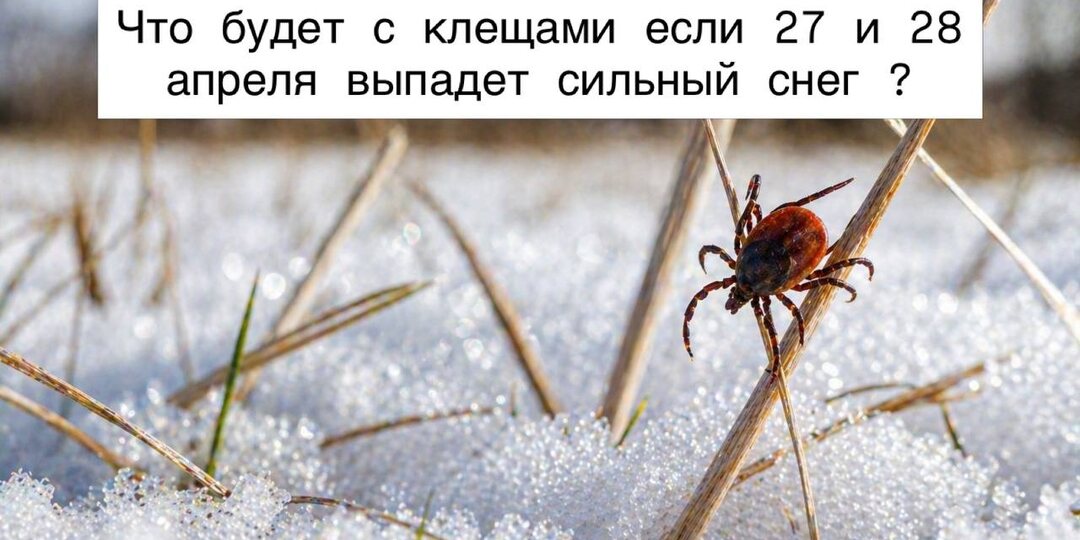Снег в конце апреля: что будет с клещами и исчезнут ли они