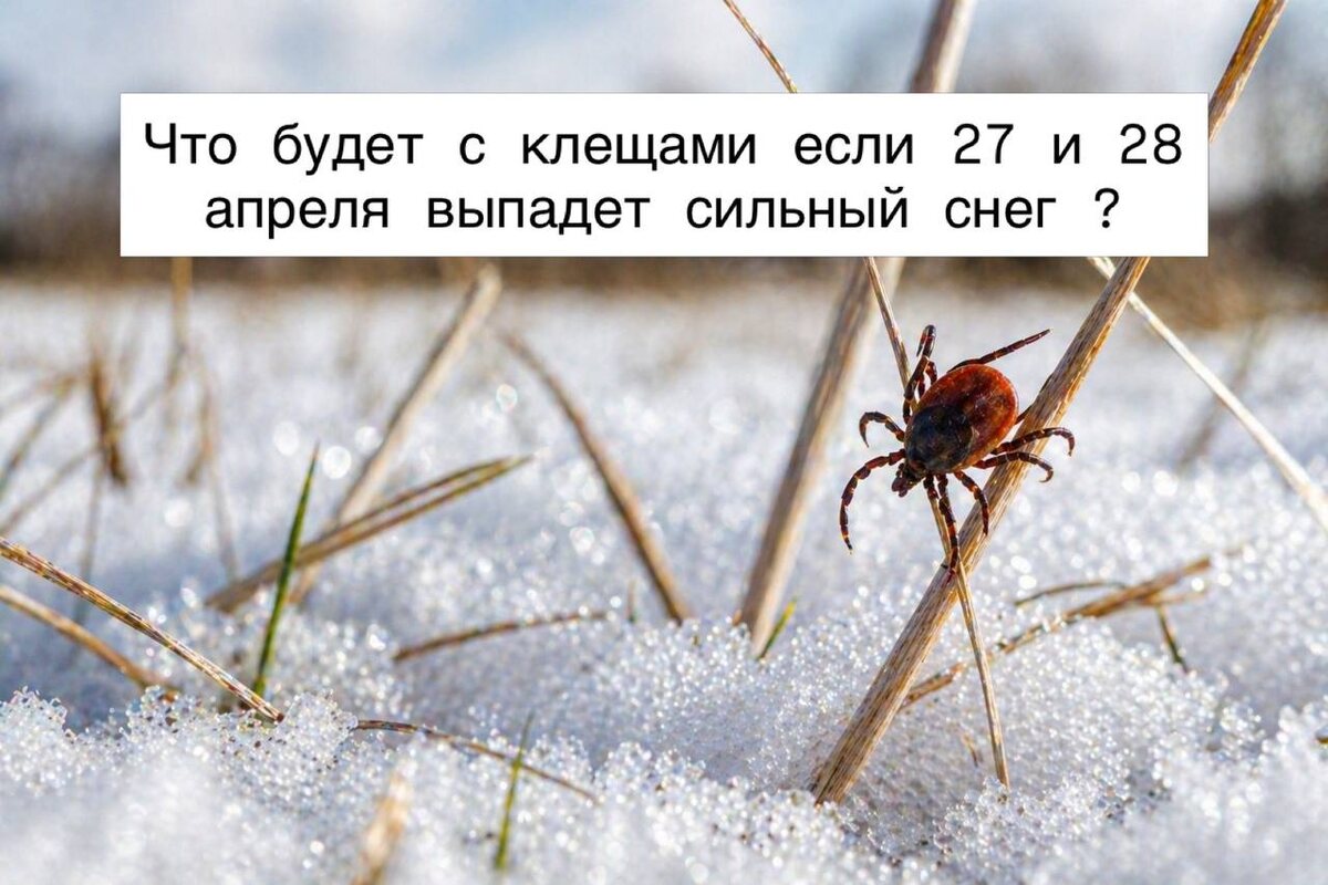 Снег для клещей не помеха 