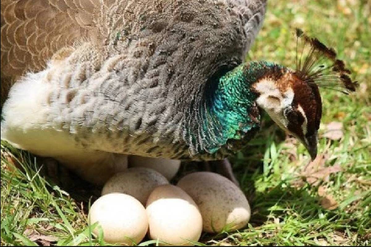 Фото с сайта: https://www.patrika.com/bhopal-news/dogs-eat-the-eggs-and-babies-of-peacocks-in-forest-8771886