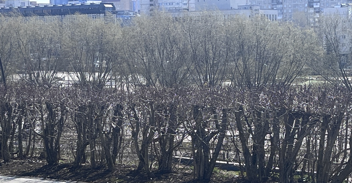 Зелёная органза на деревьях. Успела поймать в лучах солнца. 