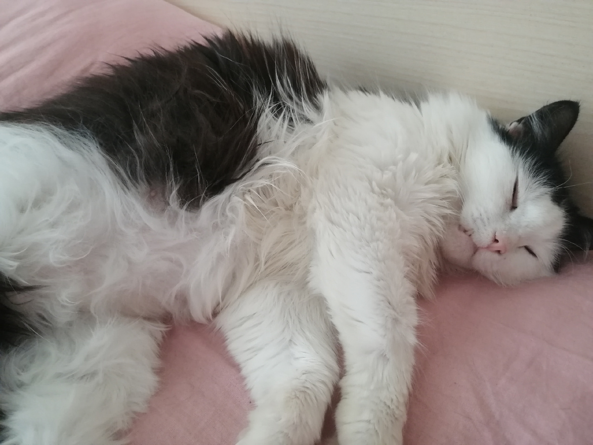 Это животик Лизы во всей красе. Она не ела вообще никогда 😂 
