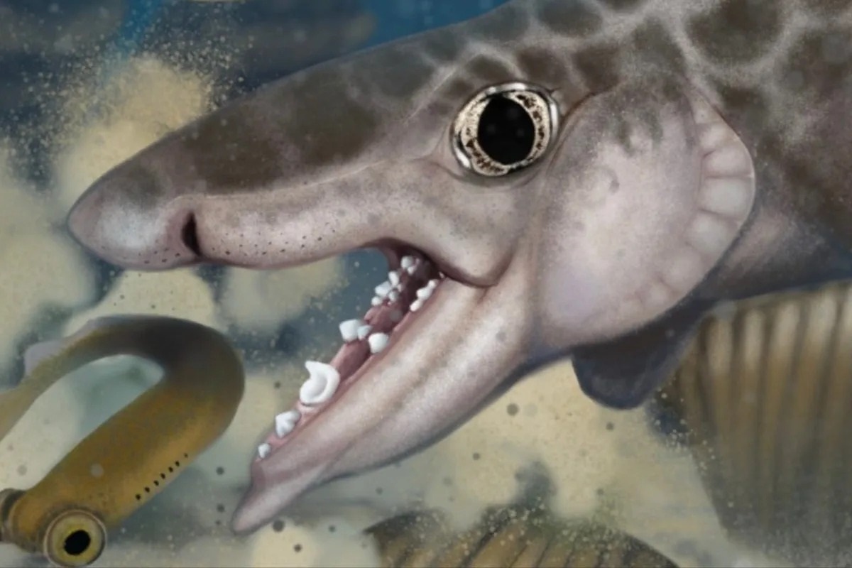 Фото с сайта: https://www.yahoo.com/news/articles/fossils-ancient-shark-species-discovered-040105647.html
