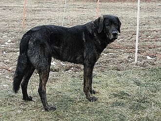 Као де кастро-лаборейро(Cão de Castro Laboreiro)