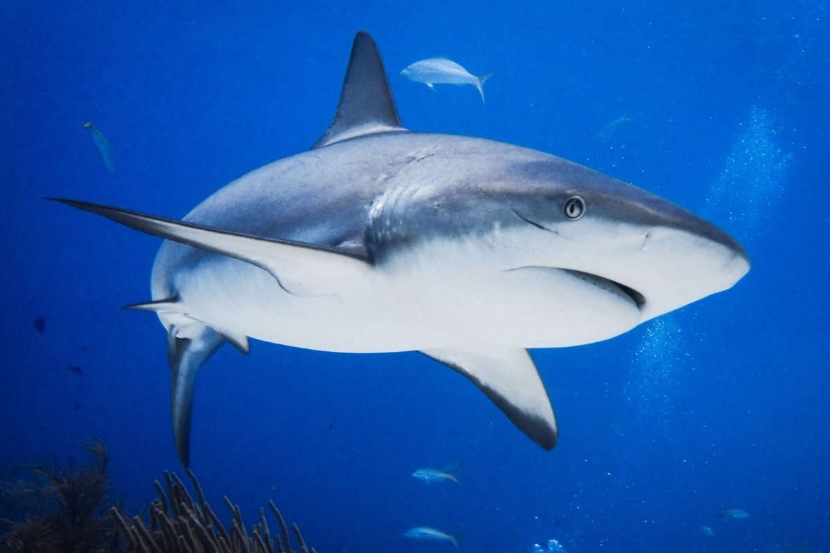 Фото с сайта: https://www.newsweek.com/are-sharks-eating-cocaine-dumped-smugglers-shark-week-investigates-1815396?ref=upstract.com