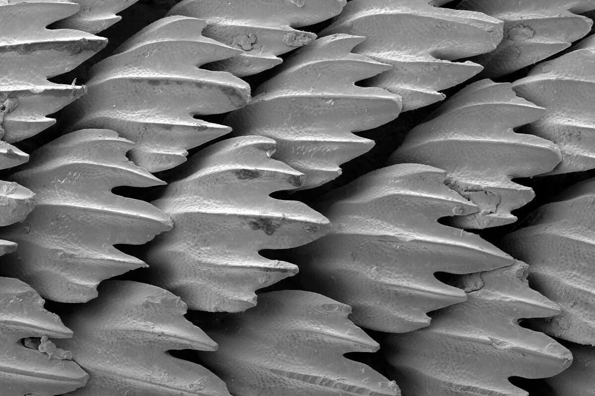Фото с сайта: https://www.planeteanimal.com/le-requin-a-t-il-des-ecailles-4908.html