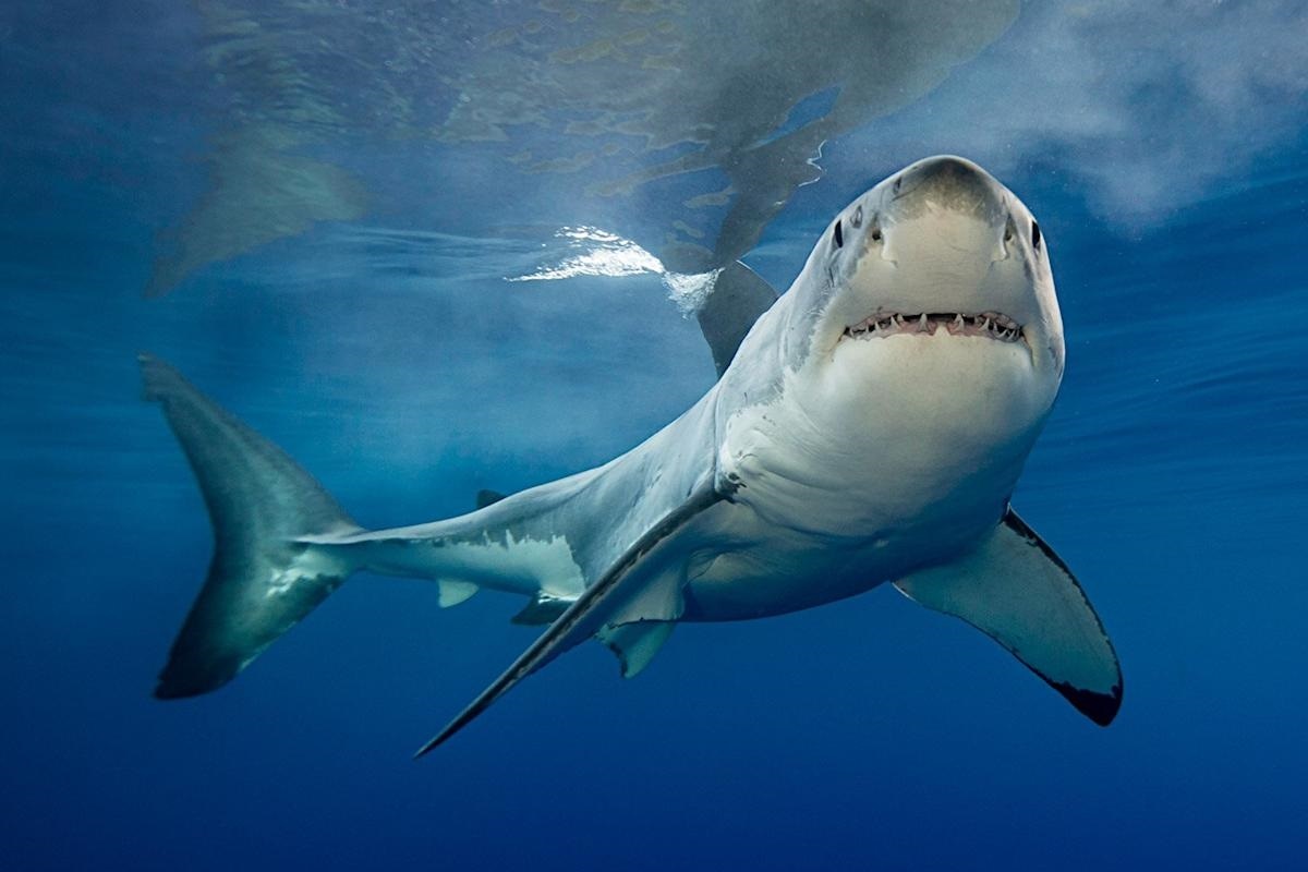 Фото с сайта: https://nz.news.yahoo.com/shark-attacks-increased-2021-researchers-002231785.html