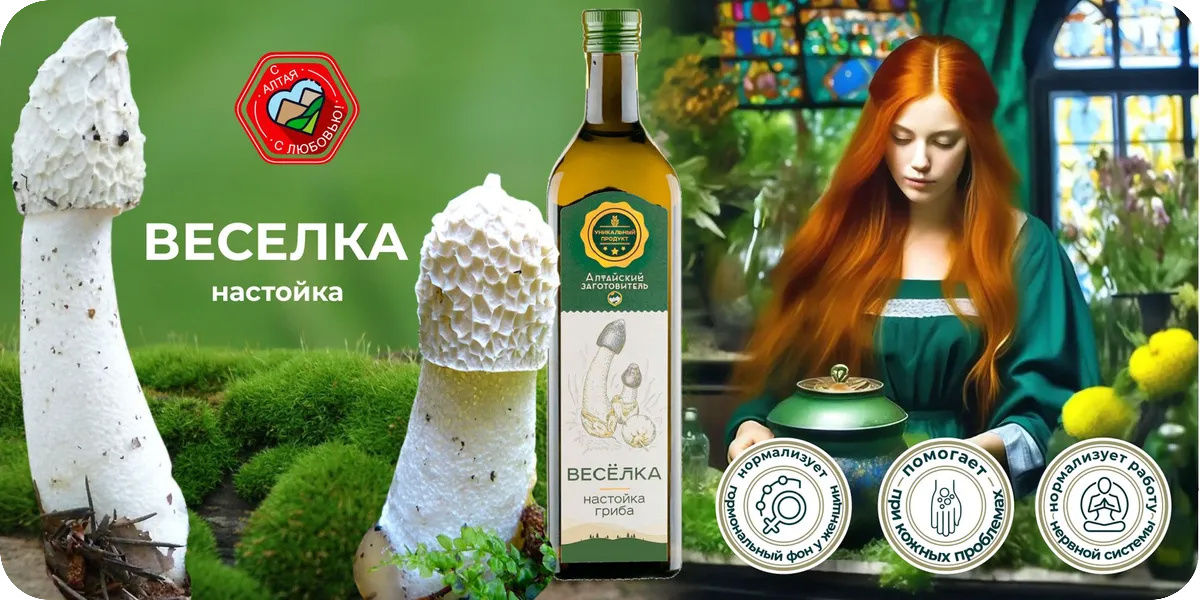 «Алтайский заготовитель»  Веселка гриб