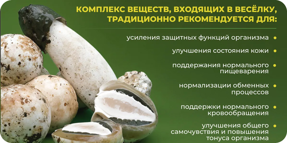 «Алтайский заготовитель»  Веселка гриб