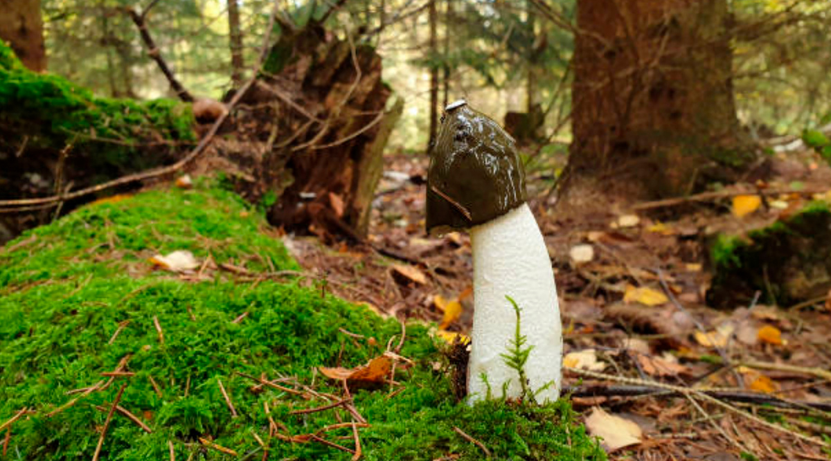 Весёлка обыкновенная (лат. Phallus impudicus)