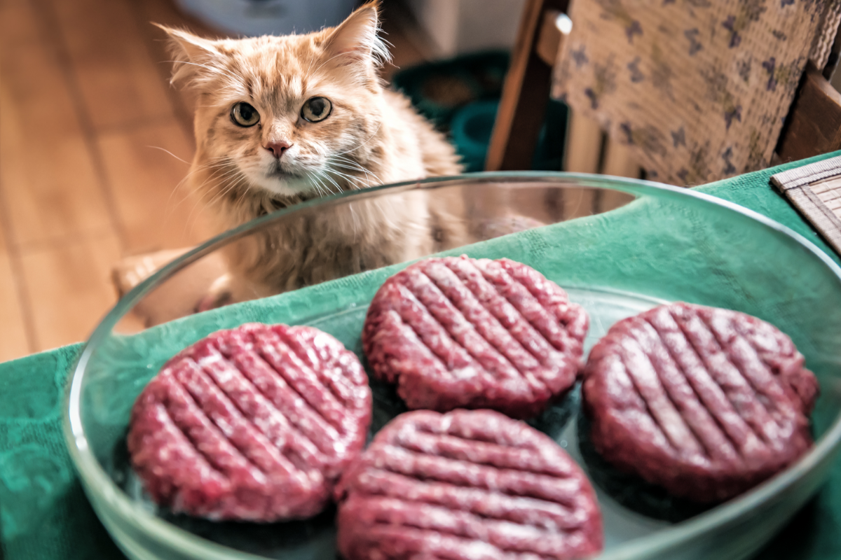 Можно ли кошкам котлеты
