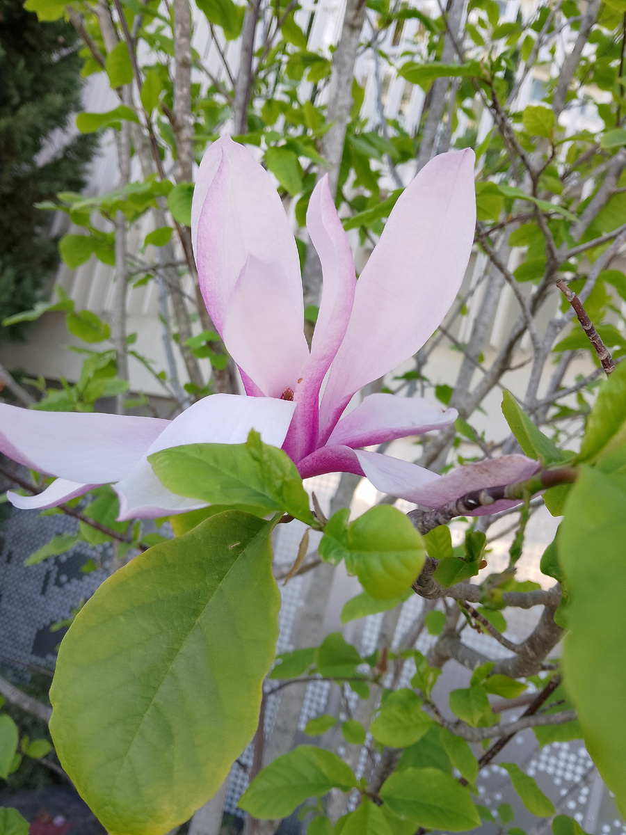 Магнолия?... Фото автора 