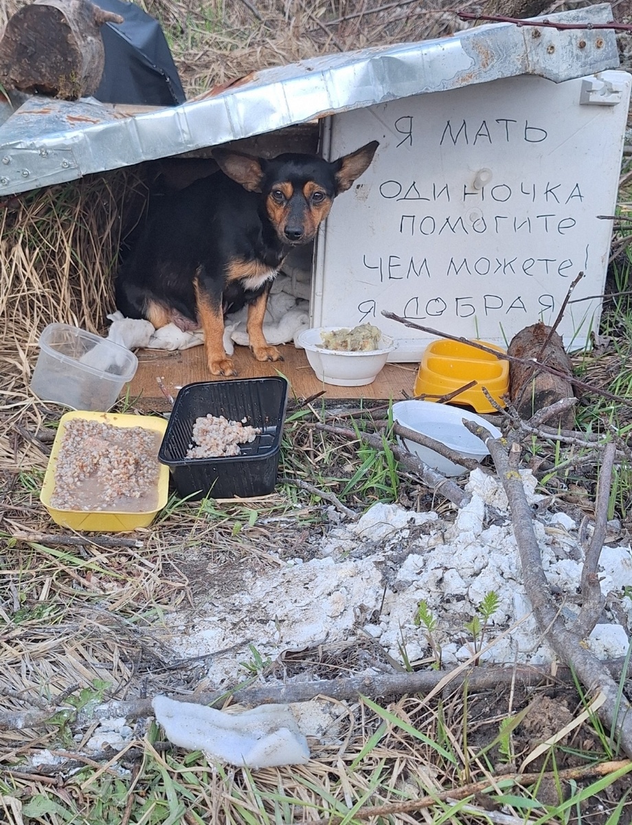 Наша новенькая