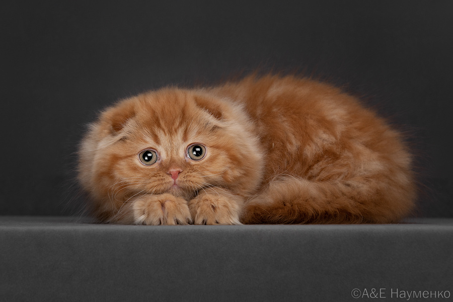 Котенок хайленд фолд, питомник Rumfold