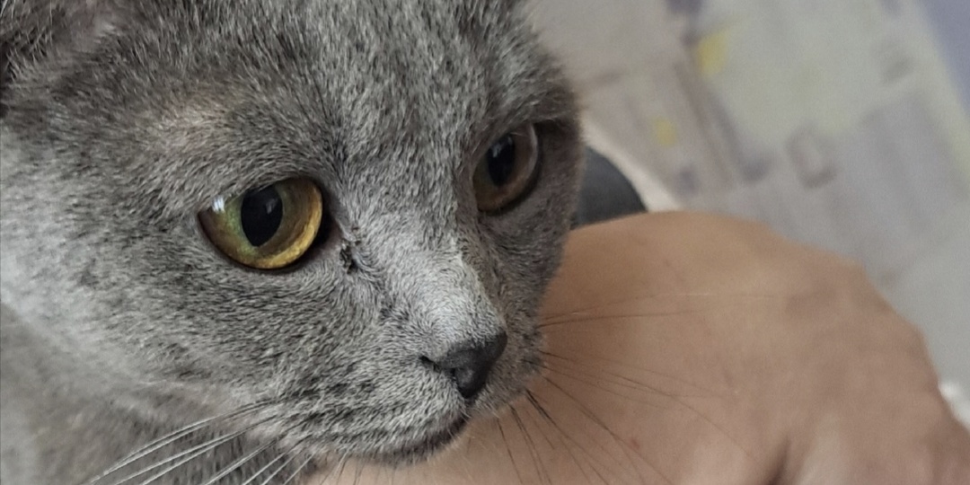 Котёнок чудом спасён из-под капота машины