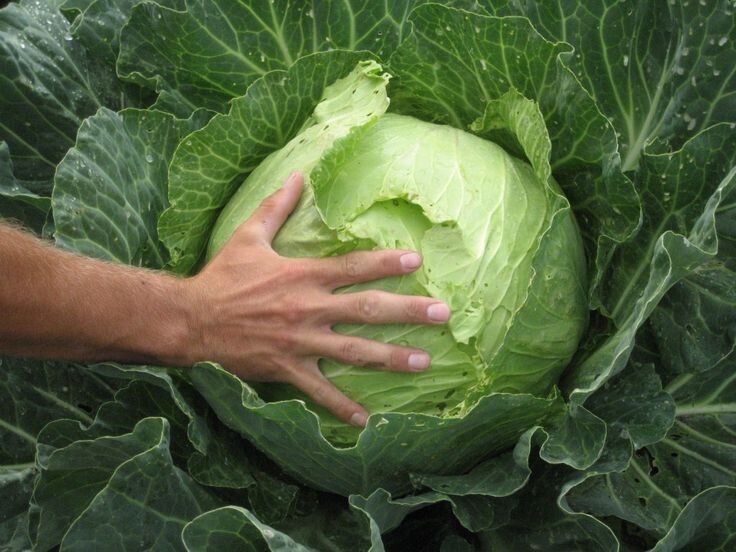 Крупная капуста