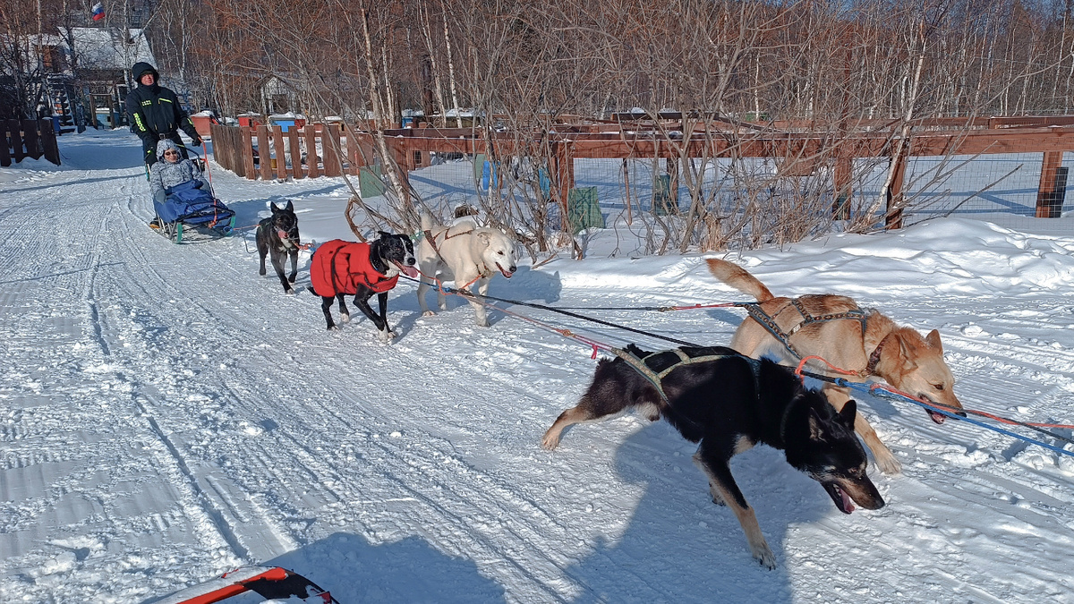 Катанием туристов собаки зарабатывают себе пропитание на весь год. Жаль, что активный сезон для этого короткий – всего полтора-два месяца в году. Поэтому и стараются, накручивают круги в пади Крестовой – километр, два, четыре. А могут желающих и на два дня увезти – целое путешествие на собаках с ночевкой