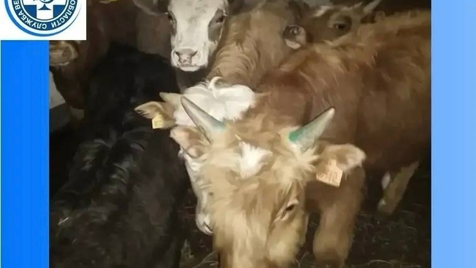 В Слюдянском районе восемь раз ловили один и тот же грузовик с коровами