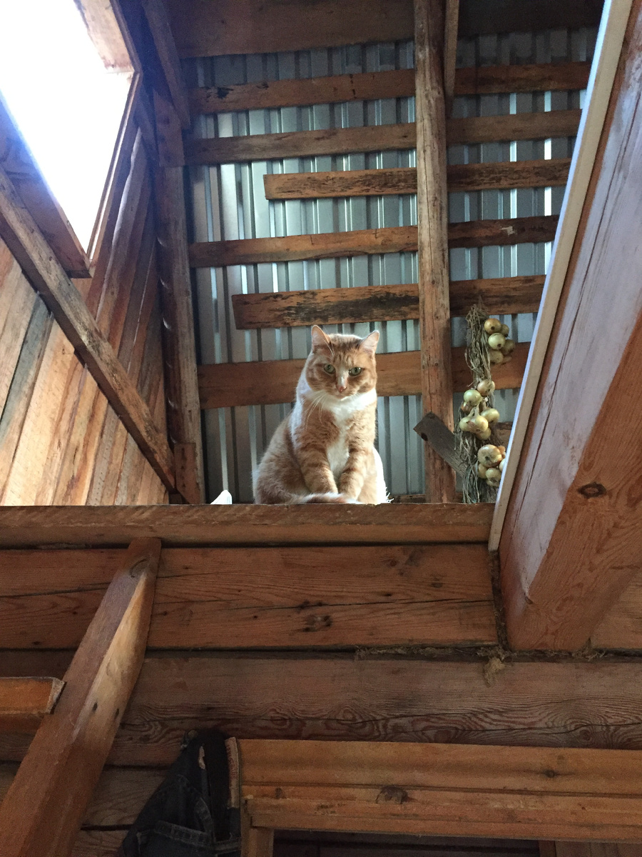 Лапуля мой рыжехвостый на посту в бане лук охраняет