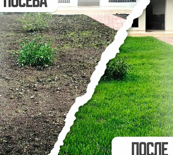 Посадил газон по инструкции — теперь у меня ковёр, которому 20 лет не страшны