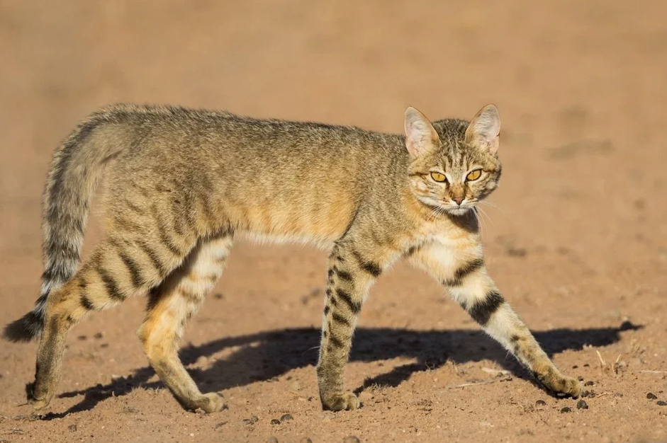 Степная кошка (Felis lybica) Все 600 миллионов домашних кошек, живущих сегодня на планете — от элитных мейн-кунов до дворовых мурок — происходят именно от степной кошки. Генетически ваш домашний кот и дикая Felis lybica практически идентичны. За 10 000 лет эволюция решила, что улучшать этот дизайн уже некуда.