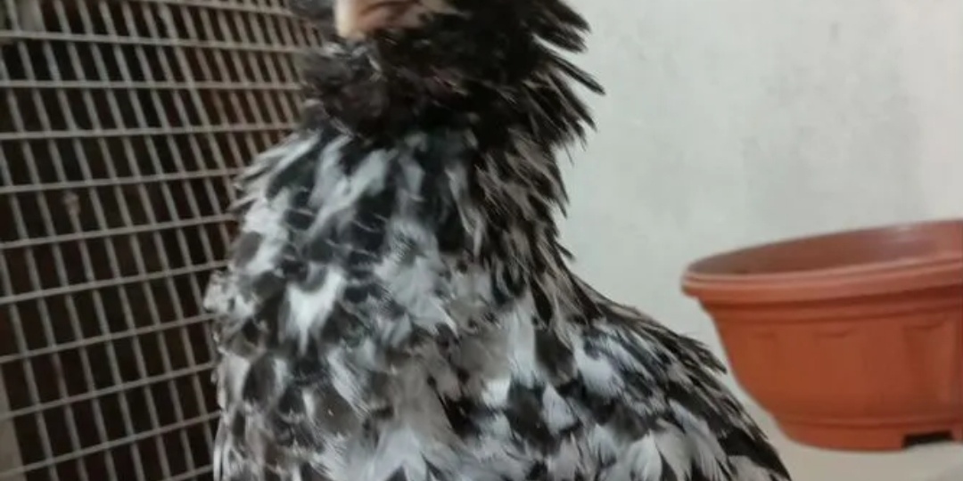 КАКУЮ ЦЕНУ ПОСТАВИТЬ ЗА ЦЫПЛЯТ?