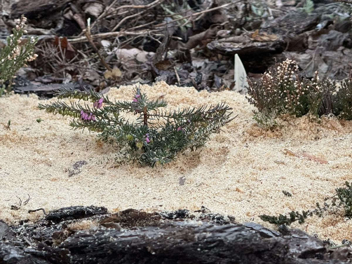 На переднем плане цветущая эрика.