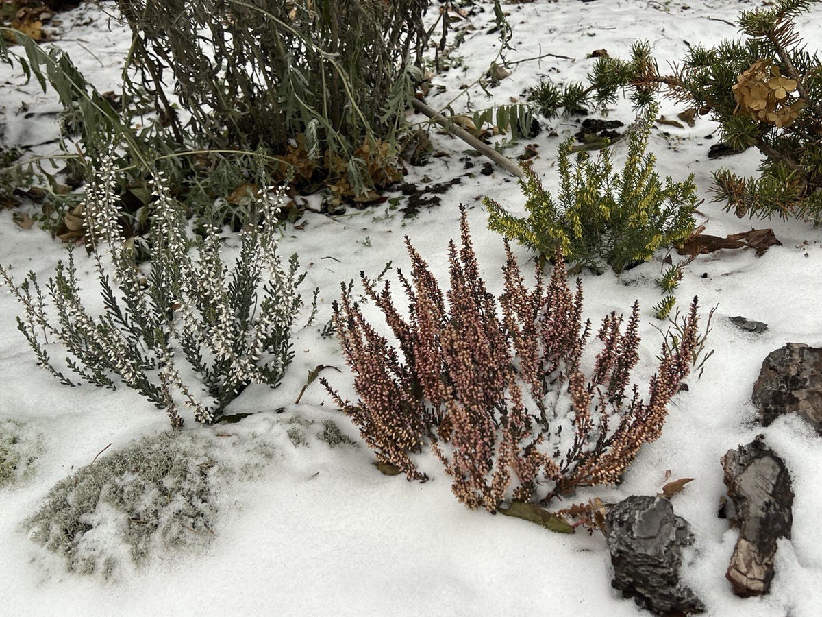 Особенно эффектнов ерески выглядят осенью.