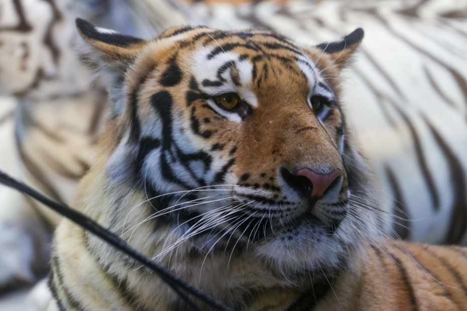    Сергей Булкин/NEWS.ru