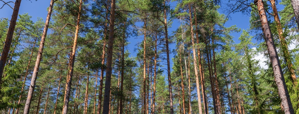    Автор фото: Evannovostro/Shutterstock/FOTODOM