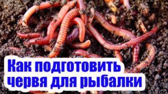 Рыбалка на червя: всё, что нужно знать.