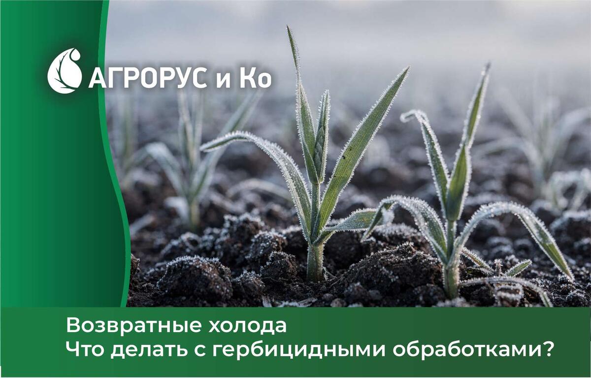 Практические рекомендации от экспертов «Агрорус и Ко» для аграриев южных регионов