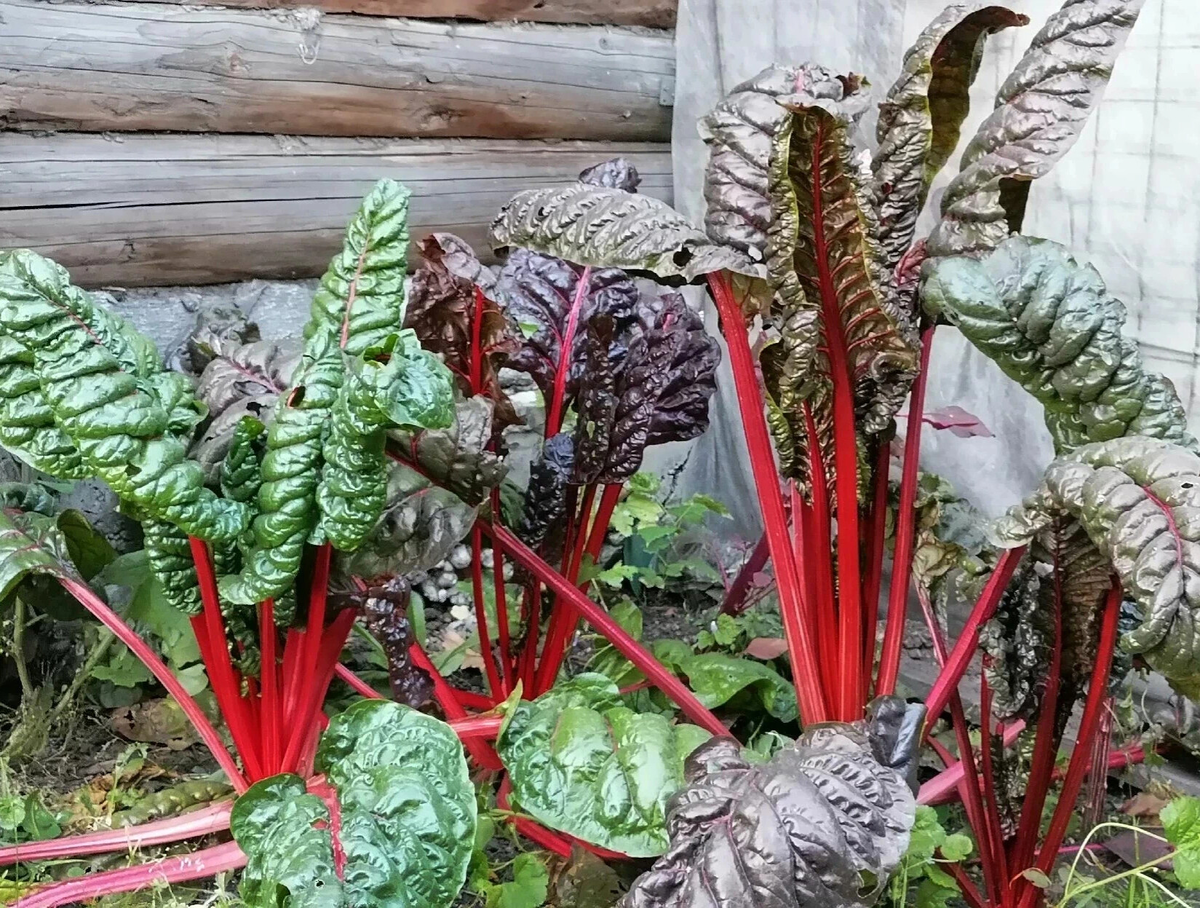 Из черешков мангольда получается очень красивый омлет с малиновыми разводами, можно тушить черешки с мясом, добавлять в супы, в листья заворачивать голубцы, фото автора