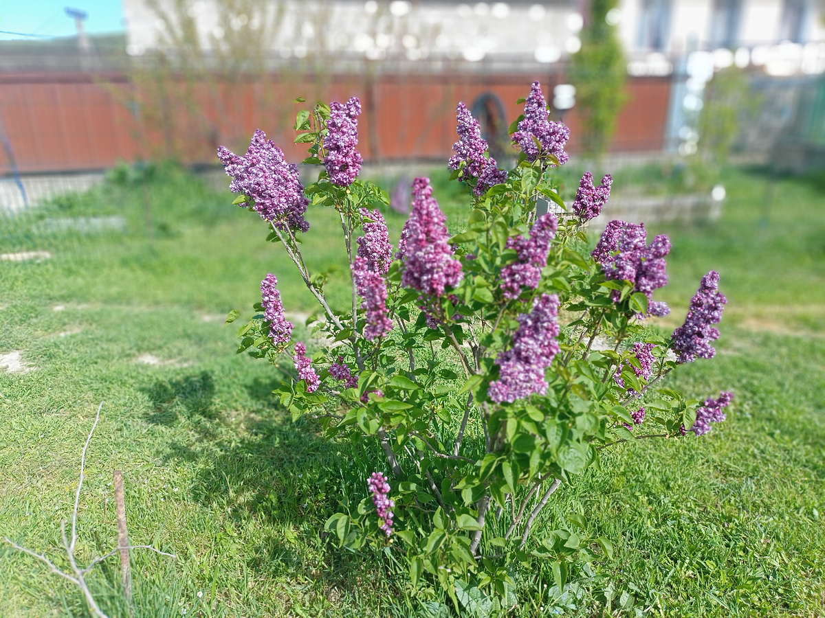 Сирень