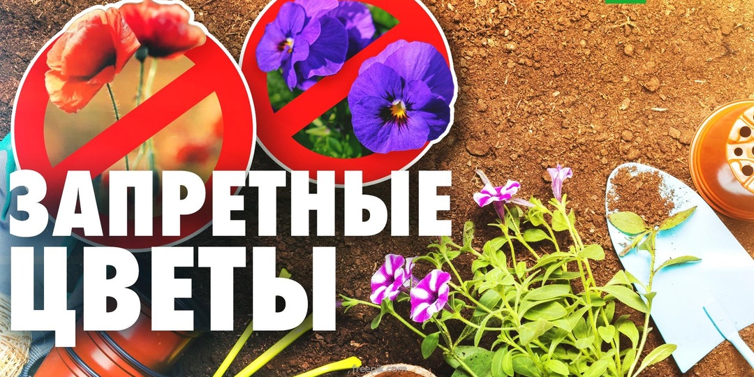 За какие растения могут оштрафовать дачника в 2026 году