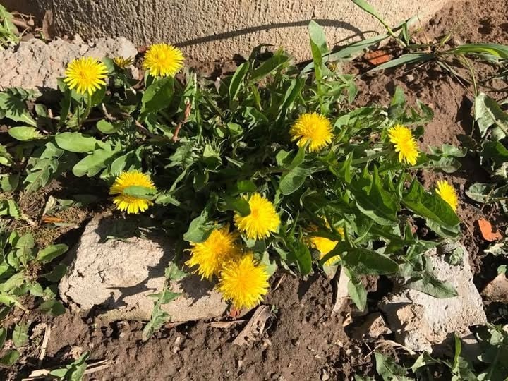 Воспоминания