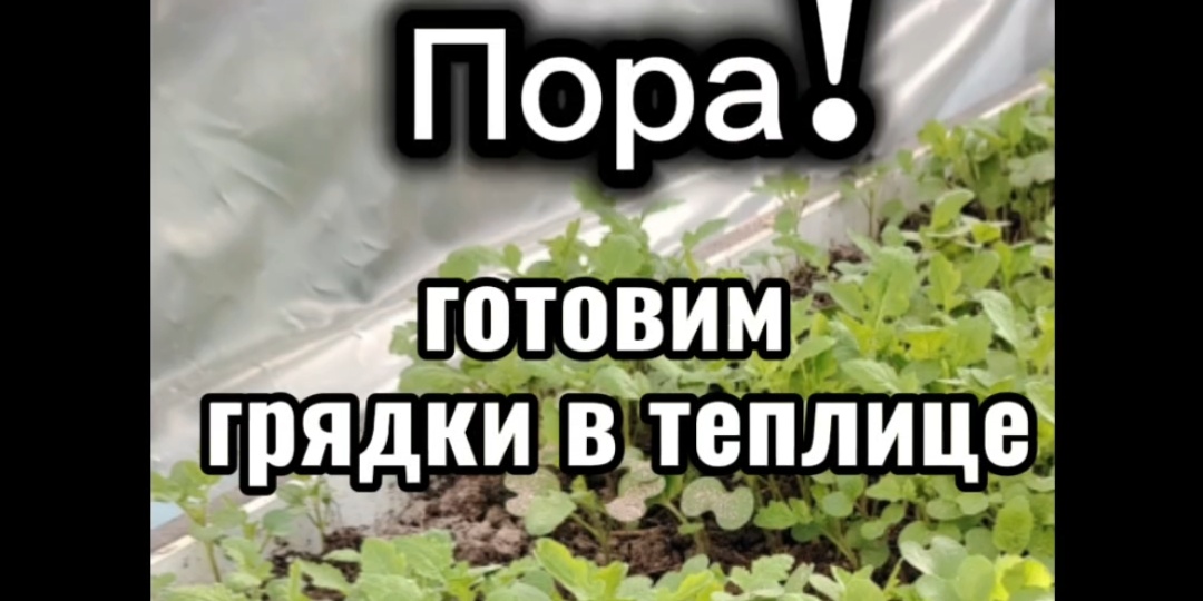 Готовим грядки в теплице. 3 важных этапа