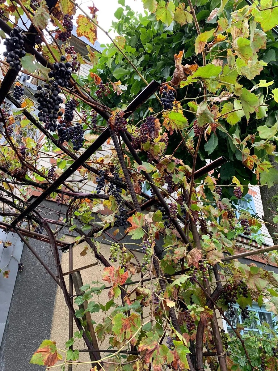  Виноград во дворе моей подруги 